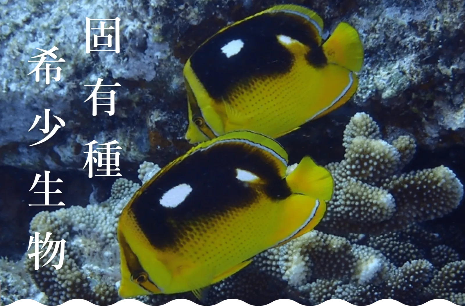 南大東島・北大東島に生息する希少生物の画像