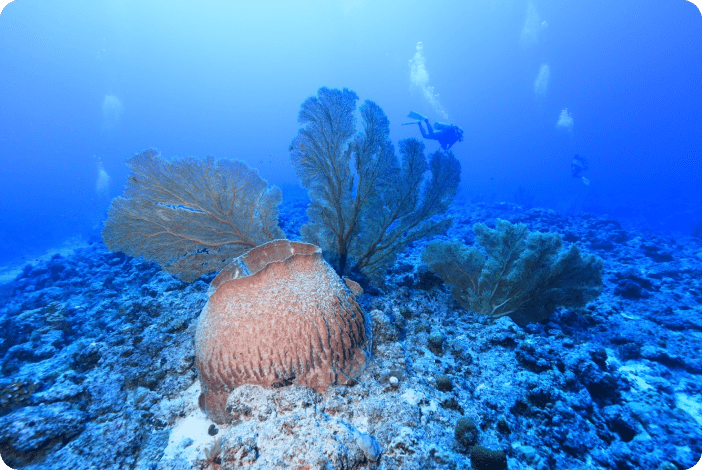 南北大東島の海の中の様子