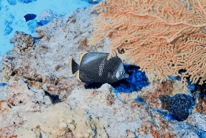 珍しいハゼと言われるシコンハタタテハゼ、ユウゼンなどの固有種や希少生物の様子