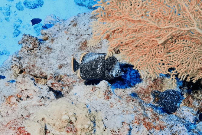 南北大東島に生息する魚