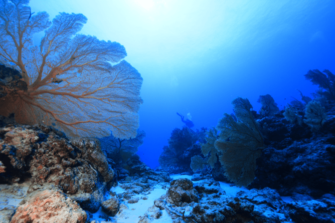 南北大東島の様々な生物